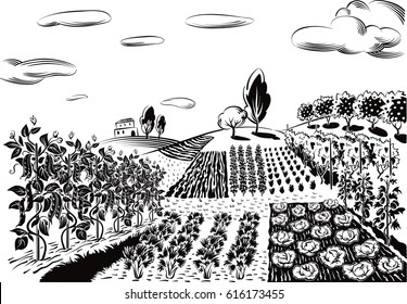 agricultural landscape, cultivated with various vegetables and fruit trees.