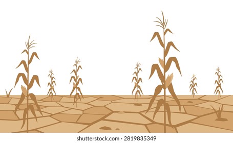 Agricultural landscape of a dry corn field with cracked earth and withered stalks, illustrating drought and farming conditions.