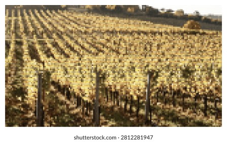 Agricultural landscape featuring golden rows of vineyard plants bathed in warm evening sunlight creating beautiful rural countryside scenery for wine production industry.