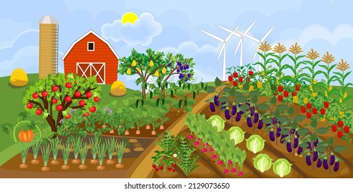 Agricultural landscape. Traditional cartoon farm with many agricultural plants, red barn, silo and wind turbine. Harvest time