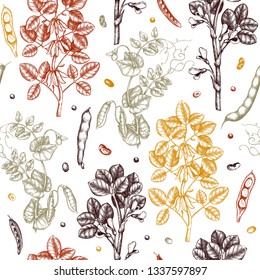 Agricultural legume plants background. Gluten free food seamless pattern. Vector vegetables drawing in engraved style. Hand drawn healthy products design. Great for packaging, menu, label, wrapping. 