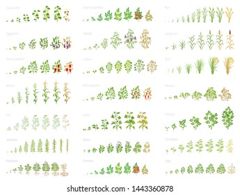 Agricultural Plant, Growth Set Animation. Bean, Tomato Eggplant Pepper Corn Grain And Many Other. Progression Growing Plants. Vector Flat.