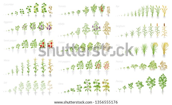 Agricultural plant,\
growth set animation. Cucumber tomato eggplant pepper corn grain\
and many other. Vector showing the progression growing plants.\
Growth stages\
planting.