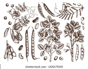 Agricultural plants collection. Legume crops drawing set. Gluten free food elements. Vector vegetables, plants, beans, seeds, pods in engraved style. Great for packaging, menu, label. High detailed.