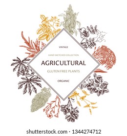 Agricultural plants design. Gluten free food background. Vector vegetables frame. High detailed vegetarian products. Great for branding, packaging, menu, label. Hand drawn outlines.