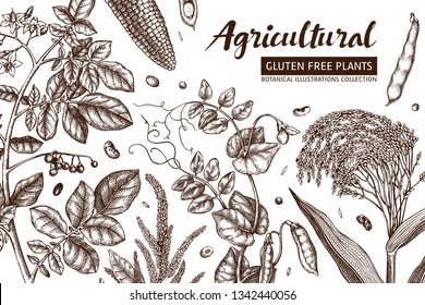 Agricultural plants design. Hand drawn botanical frame. Vegetarian and gluten free food illustration. Farm market products. Great for packaging, menu, label. Vector template. Outlines. 