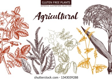 Agricultural plants design. Hand drawn botanical frame. Vegetarian and gluten free food illustration. Farm market products. Great for packaging, menu, label. Vector template. Outlines. 