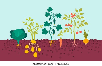 Agricultural plants with roots in the soil against the sky. Flat design. Vector illustration