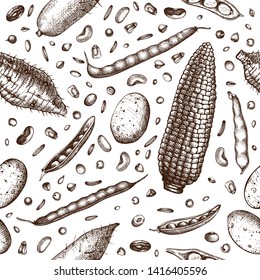 Agricultural plants seamless pattern. Gluten free food background. Vector vegetables beans, roots, seeds, grains drawing in engraved style. Great for packaging, menu, label. High detailed legumes.