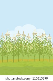 Agricultural rural landscape, field with green maize. Vector illustration