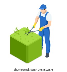 Agricultural work. Isometric gardener work on shrub, remove excess leave. Man hands cuts branches of bushes with hand pruning scissors. Gardener trimming and landscaping green bushes.