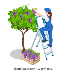 Agricultural work. Isometric woman in September to harvest vineyards , collects the selected grape bunches. Farming activity of farmer. Work in the garden.