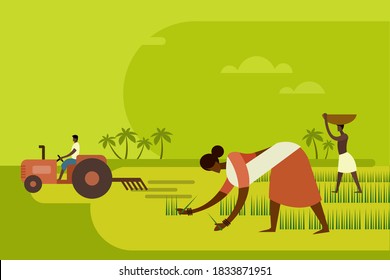 Agricultural workers planting paddy seedlings in the field with a tractor in the background
