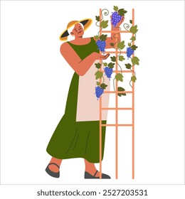 Agriculture concept. A woman harvesting ripe grapes, showcasing sustainable farming practices. Organic viticulture lifestyle. Vector illustration.