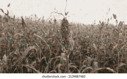 Agriculture Crop of Mid Mature Grain Sorghum vector design.new Agriculture Sorghum designs.new creative Sorghum vector design.nature abstract design