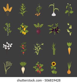 Agriculture crops color flat icons set