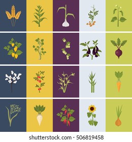 Agriculture crops color flat icons set