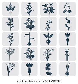 Agriculture crops icons set