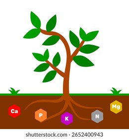 Vetor de diagrama agrícola imprimível. Biologia ou fertilizante vegetal. Plantas e várias substâncias minerais necessárias para a ilustração do vetor de nutrição vegetal