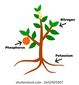 Vetor de diagrama agrícola imprimível. Biologia ou fertilizante vegetal NPK. Planta e várias substâncias minerais necessárias para a ilustração gráfica vetorial de nutrição vegetal