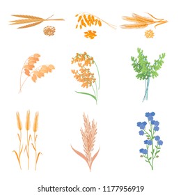 Agriculture farm with healthy tasty organic food