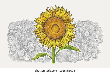 Agriculture field with a sunflowers and one large sunflower in the foreground. Vector illustration in engraving style.