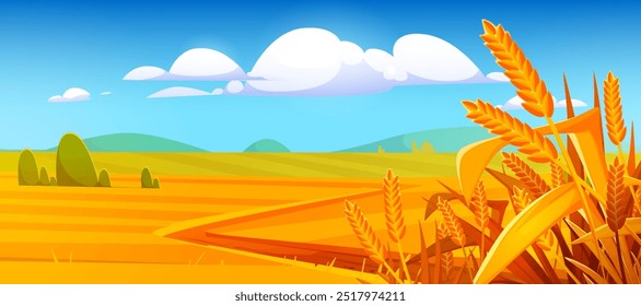 Campo agrícola com orelhas de trigo, estrada de caminho, colinas e céu ensolarado azul com nuvens. Ilustração vetorial de desenhos animados da paisagem agrícola de outono com culturas de grãos maduros. Cena rural de outono.