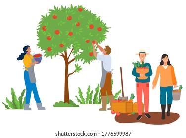 Agriculture and gardening vector, man and woman couple working together. Picking apples from trees in garden and holding baskets with carrots at plantation. Pick apples concept. Flat cartoon