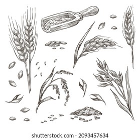 Agricultura y cultivos, avena o espigas de trigo, grano y cebada. Esbozo monocromo de plantas rurales y cuchara con centeno cosechado. Producción de alimentos y productos orgánicos. Vector de estilo plano