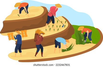 Labor de cosecha agrícola en el campo del arroz, agricultor en la naturaleza, ilustración vectorial. Agricultores asiáticos, dibujos animados rurales