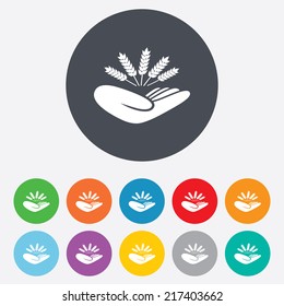 Agriculture insurance sign icon. Hand holds wheat. Protection against crop failure and drought. Round colourful 11 buttons. Vector