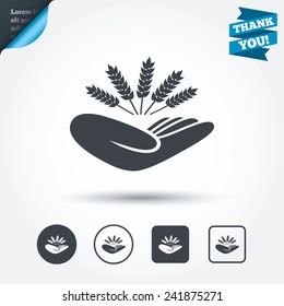 Agriculture insurance sign icon. Hand holds wheat. Protection against crop failure and drought. Circle and square buttons. Flat design set. Thank you ribbon. Vector