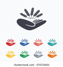 Agriculture insurance sign icon. Hand holds wheat. Protection against crop failure and drought. Colored flat icons on white background.