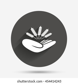 Agriculture insurance sign icon. Hand holds wheat. Protection against crop failure and drought. Circle flat button with shadow. Vector