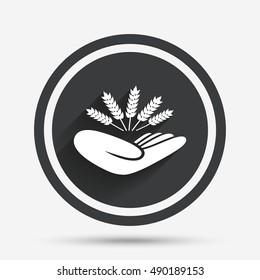 Agriculture insurance sign icon. Hand holds wheat. Protection against crop failure and drought. Circle flat button with shadow and border. Vector