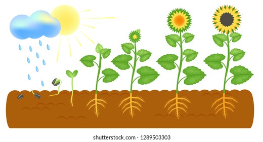 Agriculture organic farming. The development of plant stage. Sunflower life cycle. Cloud, rain, sun, rays,root system, soil.1