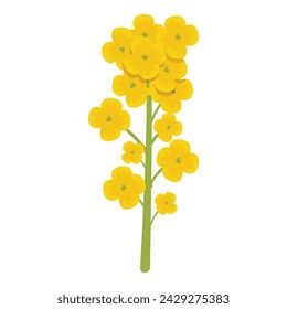 Agriculture organic plant icon cartoon vector. Rapeseed plant. Floral extract