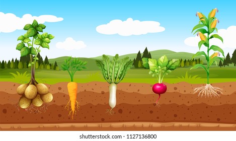 Agriculture Vegetables and Underground Root illustration