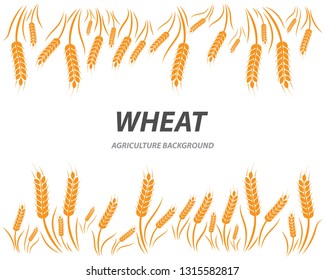 Agriculture wheat background Template vector