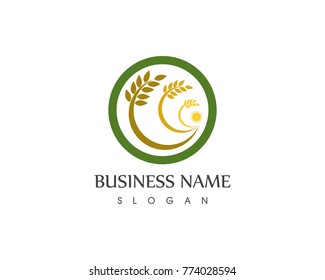 Agriculture wheat logo design template