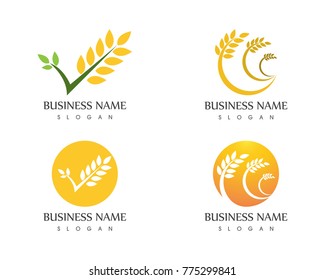 Agriculture wheat logo design template