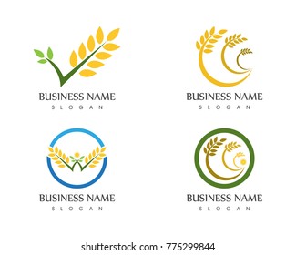 Agriculture wheat logo design template