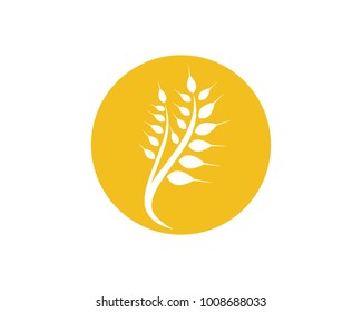 Agriculture wheat Logo Template vector icon design