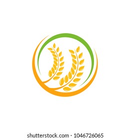 Agriculture wheat Logo Template vector icon design. emblem and label design