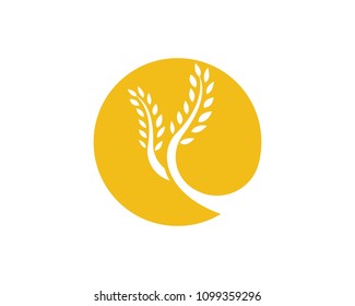 Agriculture wheat Logo Template vector icon design