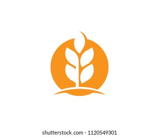 Agriculture wheat Logo Template vector icon design