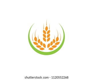 Agriculture wheat Logo Template vector icon design