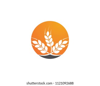 Agriculture wheat Logo Template vector icon design