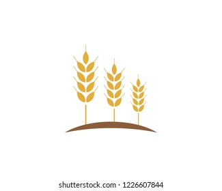 Agriculture wheat Logo Template vector icon design
