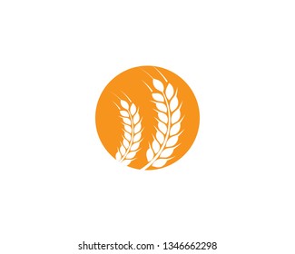 Agriculture wheat Logo Template vector 
